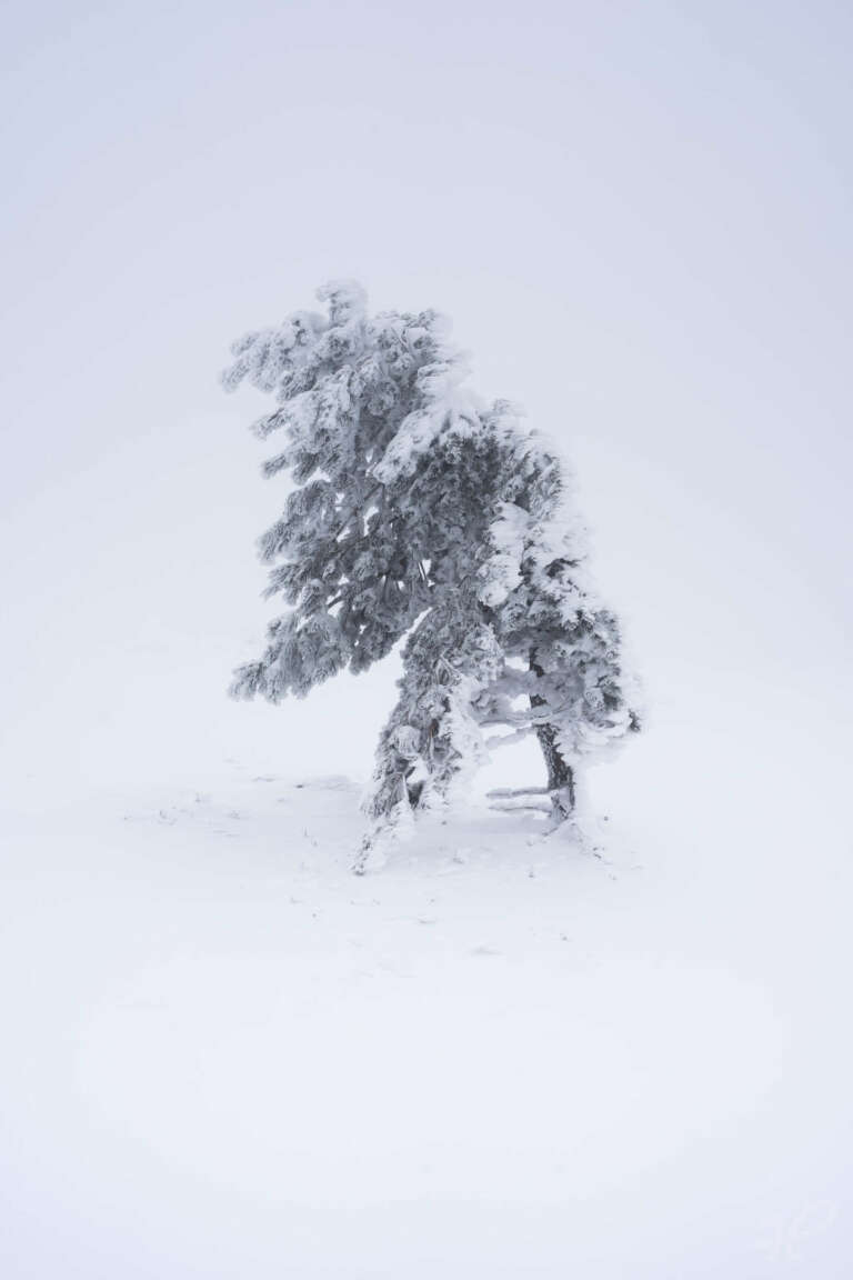 Solitude, schneebedeckter Baum