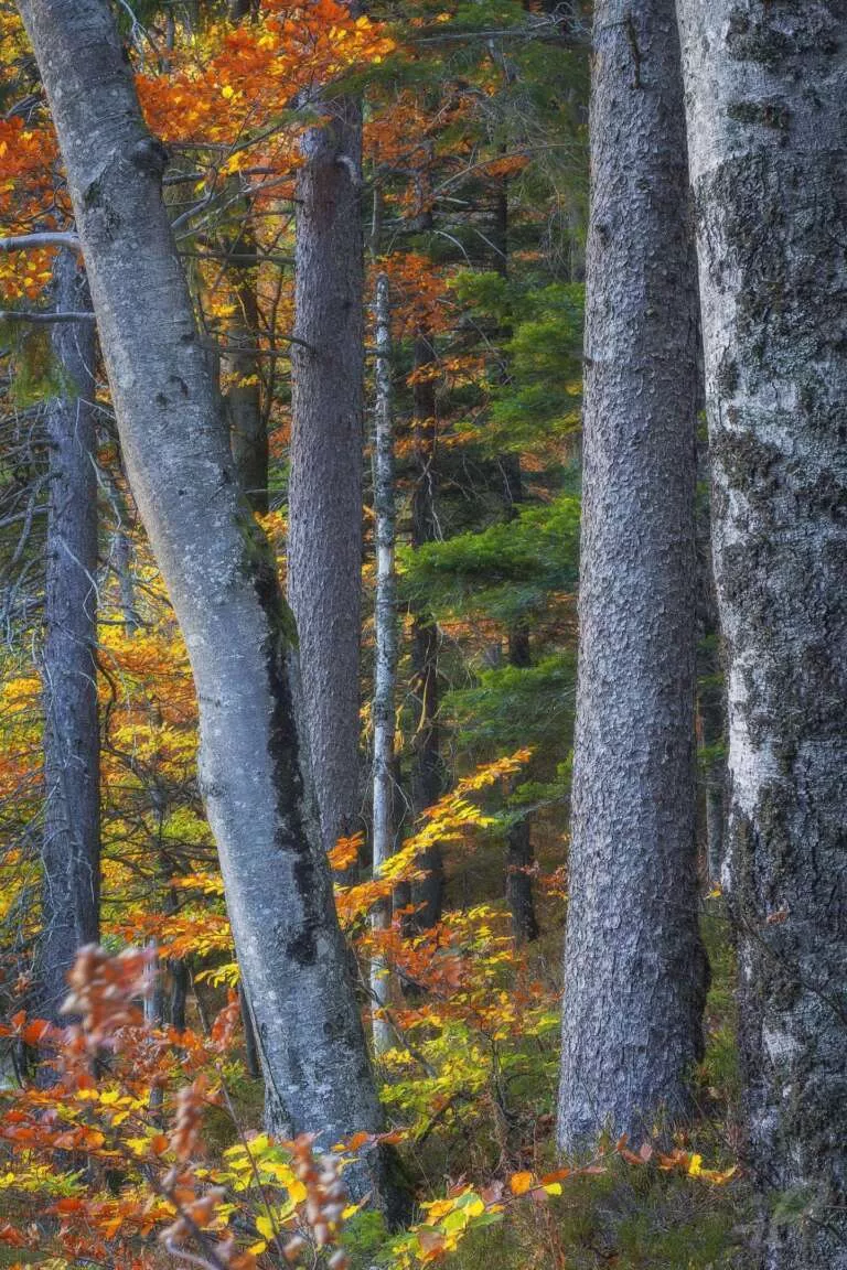 Lebendiger Herbst-Wald mit Bäumen