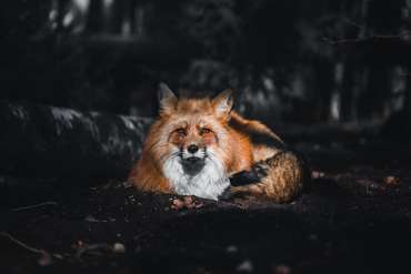 Der Fuchs