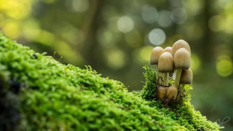 Schutzkappen-Pilze im Moos