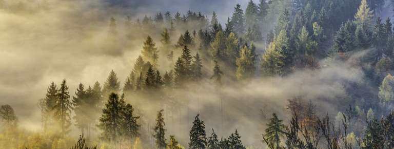 Nebelwald mit Sonnenstrahlen
