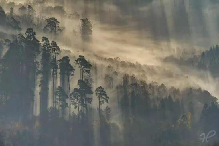 Nebelwald im Herbst