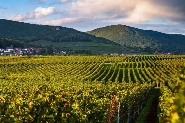 Weinlandschaft in der Südpfalz im Spätsommer