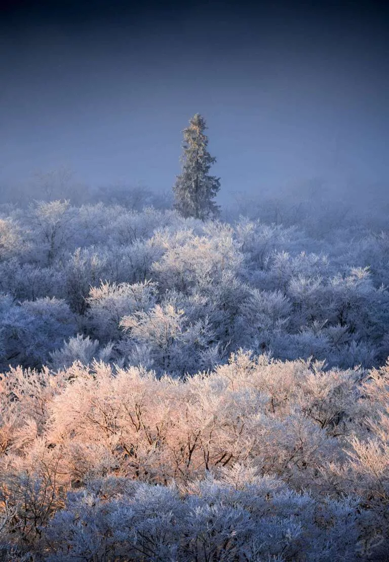 Erstes Licht – Pfälzerwald im Winter