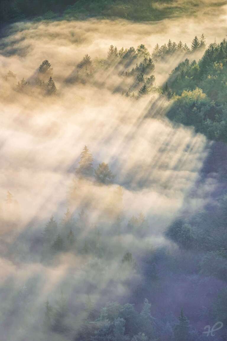 Nebelwald mit Sonnenstrahlen
