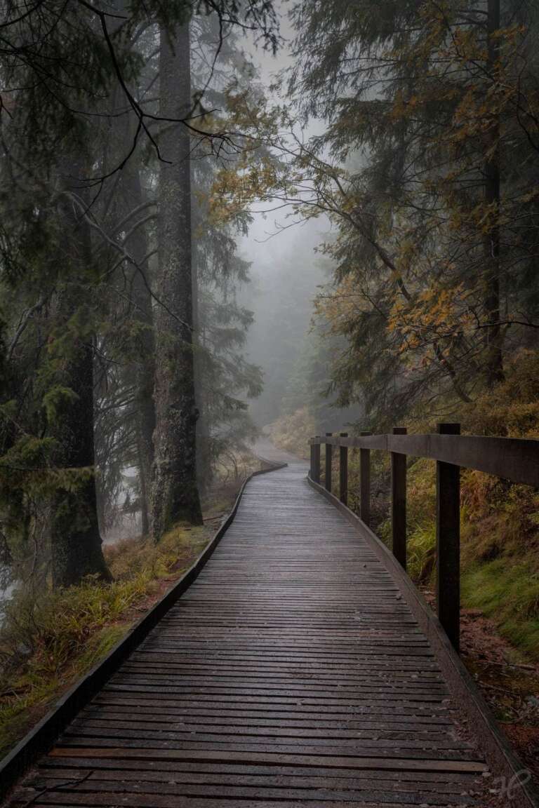 Holzweg im Nebel