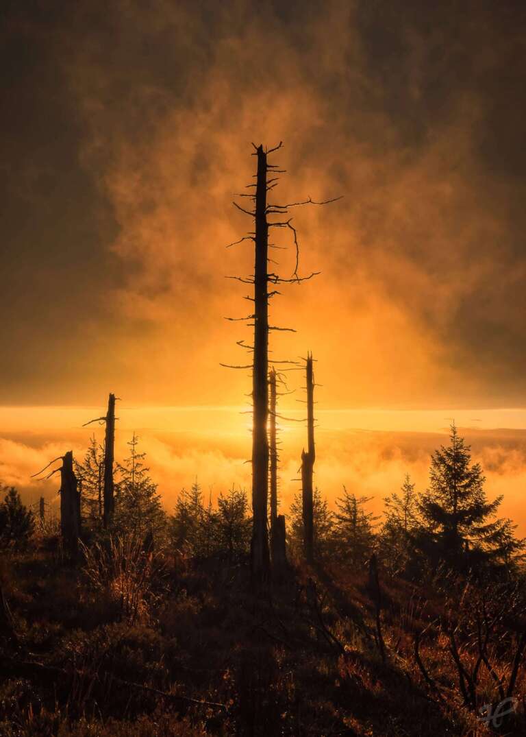 Totholz im Sonnenuntergang
