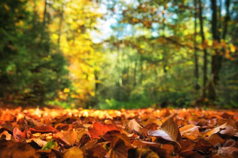 Herbstfarben mit Blättern am Waldboden