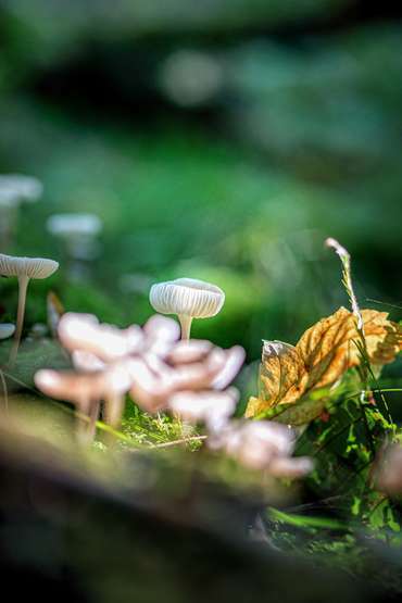 Magische Pilze im Wald