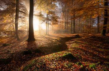 Wundervoller Pfälzerwald im Herbst