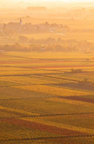Herbst mit Weinbergen in der Pfalz