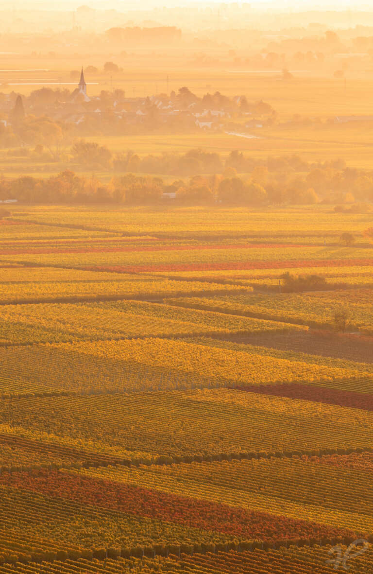 Herbst mit Weinbergen in der Pfalz