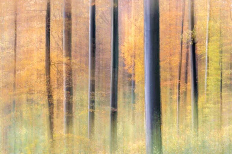 Herbstwald