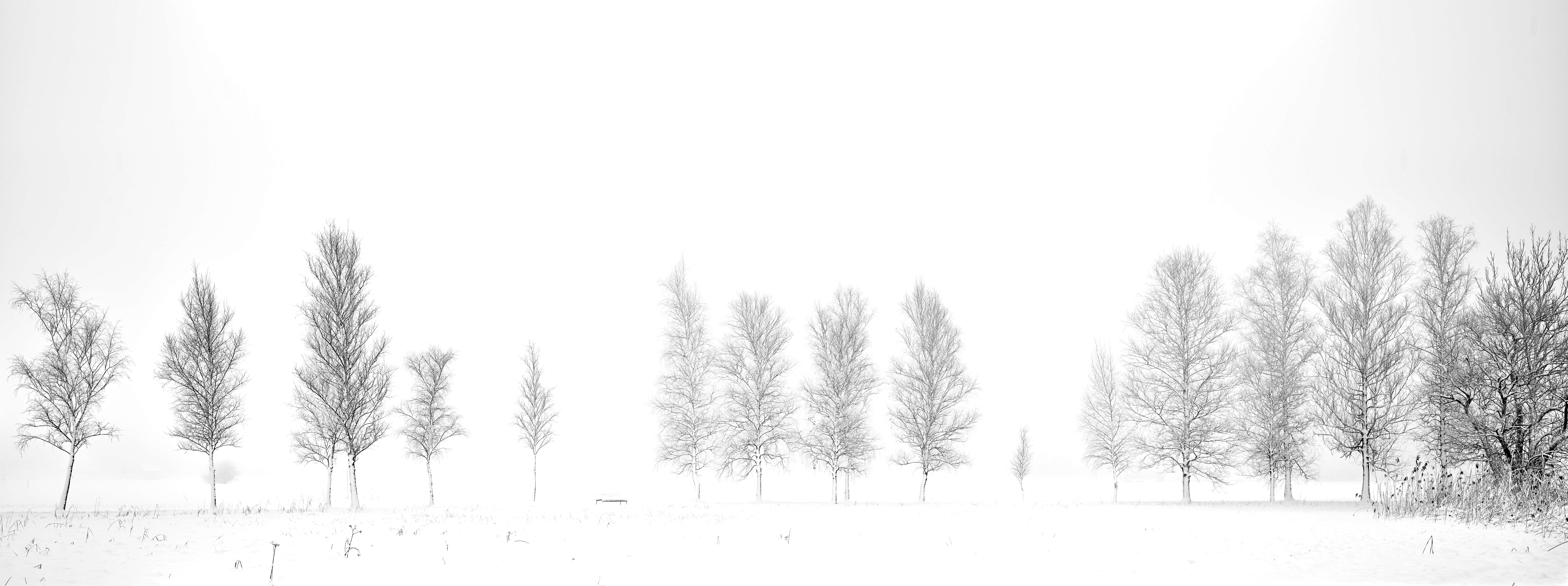 Baumreihe im Schnee, minimalistisch