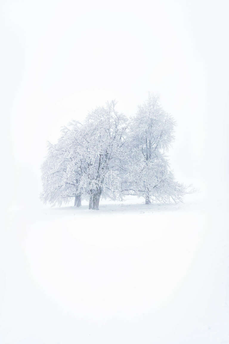 Trees, im Schnee inmitten des Schwarzwalds