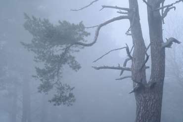 Kiefernwald im Nebel mit Ast