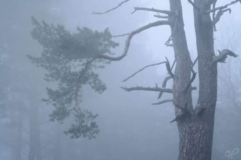 Kiefernwald im Nebel mit Ast