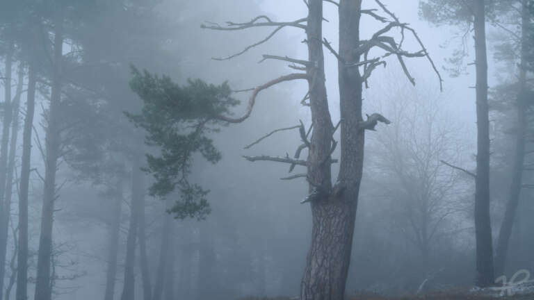 Kiefernwald im Nebel