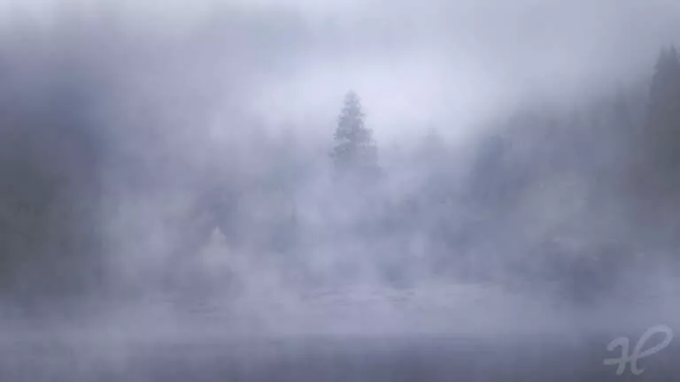 Cold Fog, Mystischer Nebel im Schwarzwald