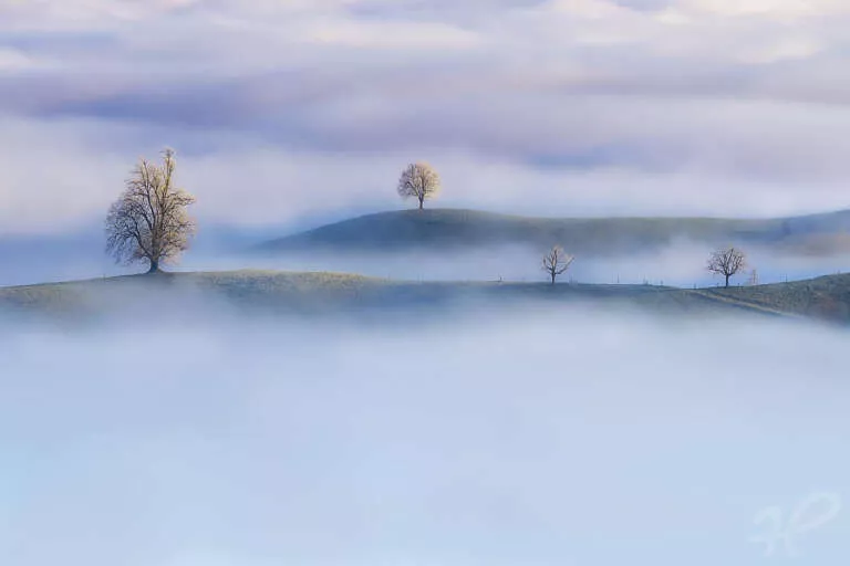 Trees of Calm, Winterliche Bäume im Nebel