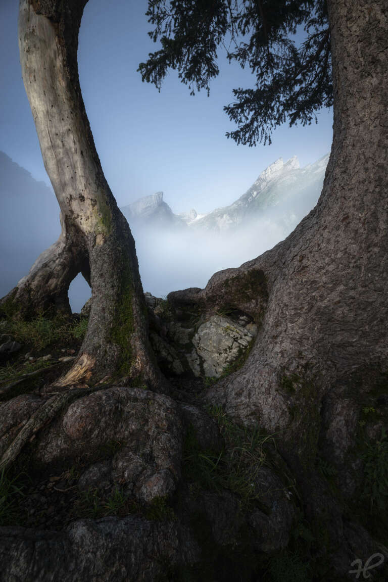 Hide and Seek, Verwunschene Bäume in den Schweizer Alpen