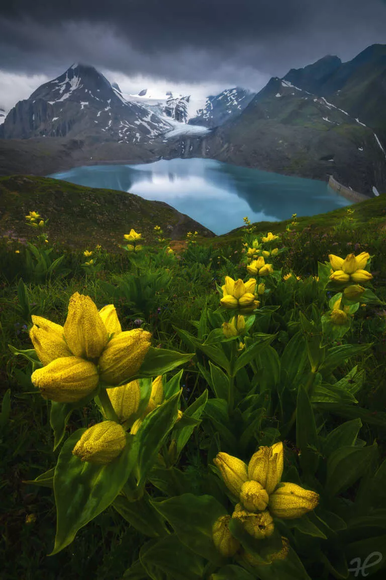 Close to Heaven, Blumen auf einer Wiese in den Alpen