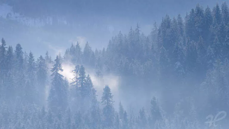 Nebel zwischen den Bäumen im Winter