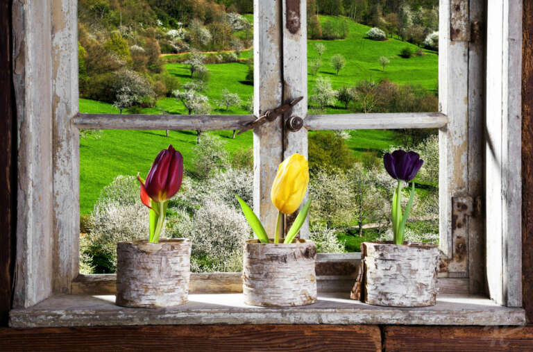 Tulpen am Fenster mit Ausblick
