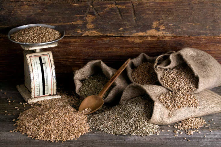 Verschiedene Getreidesorten, Weizen, Roggen, Gürnkern, Dinkel in Jutesäcken auf rustikalem Holzuntergrund