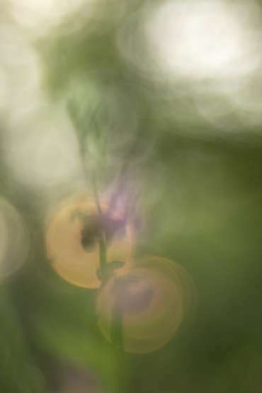 Taubertal Frühling, Orchidee im Gegenlicht