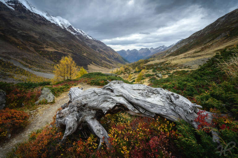 Roots, Wurzel in den Alpen
