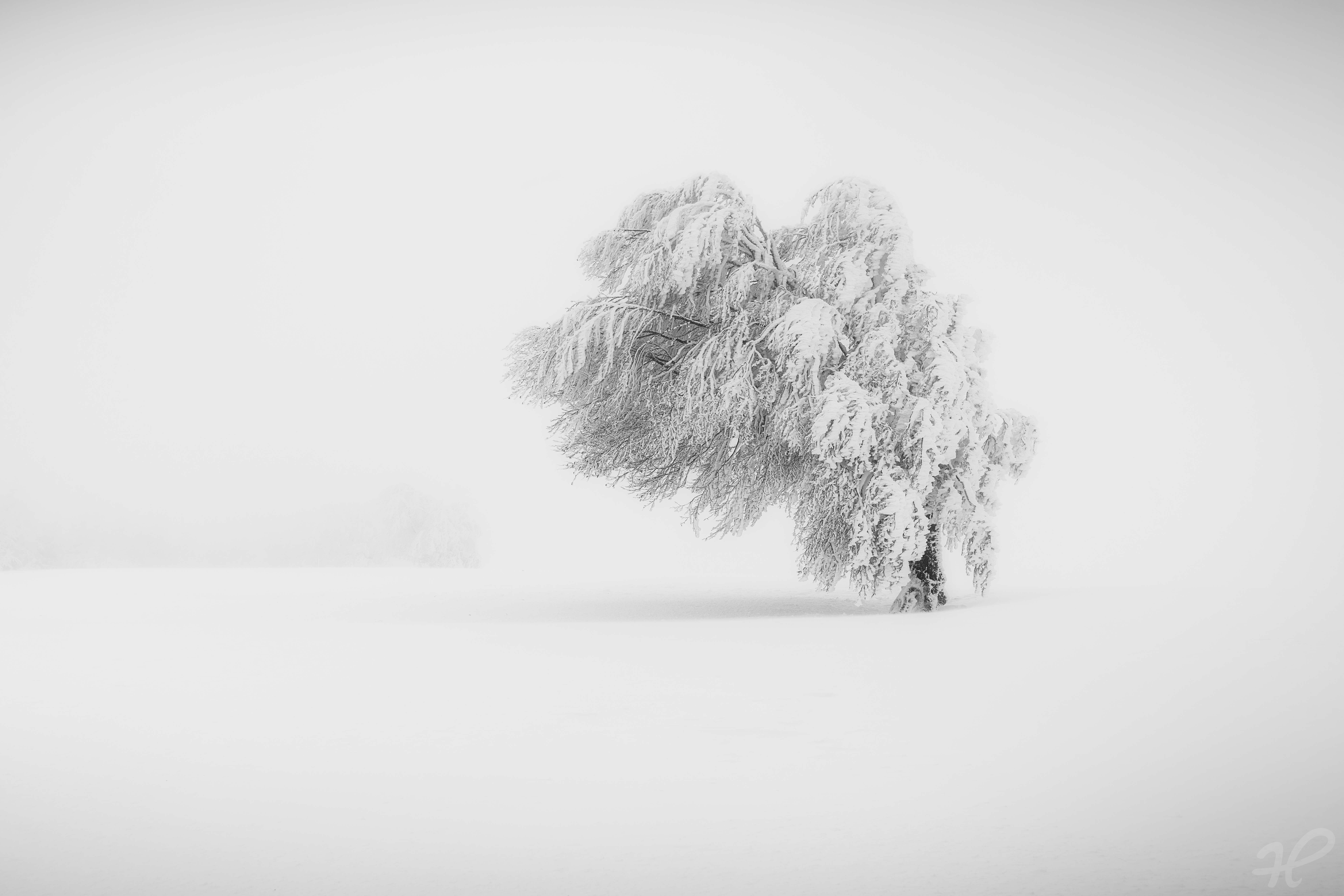 Snowtree 2