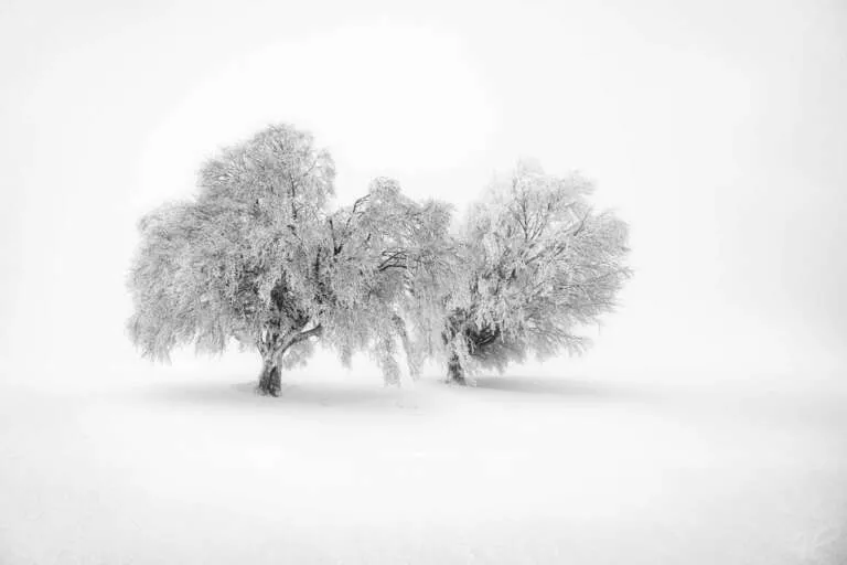 Snowtree