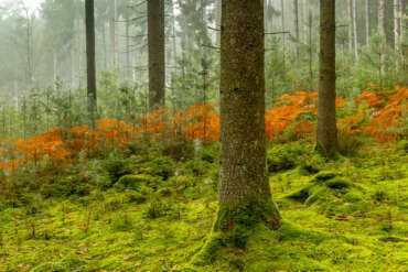 Herbstwald, Moosbedeckter Wald mit Nebel bei St. Wendel im Saarland
