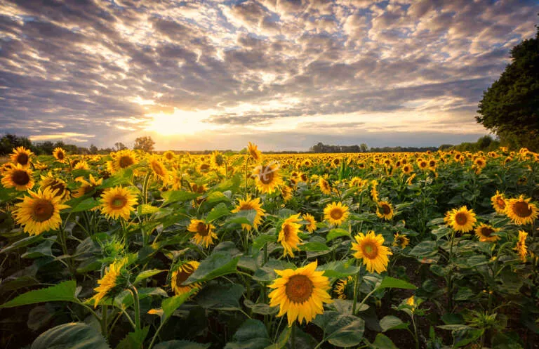 Sunflowers zum Sonnenuntergang