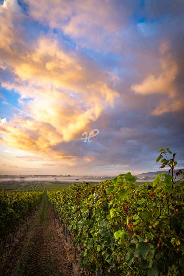 Pfälzer Weinreben im Herbst