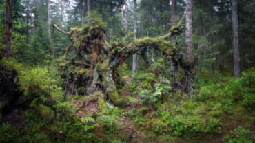 Würzbacher Moor mit verwitternden Bäumen