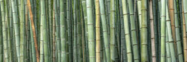 Japanischer Bambus in Kyoto