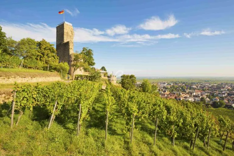 Wachtenburg mit Weinberg im Vordergrund und Wachenheim im Hintergrund