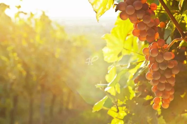 Rote Weintrauben im Weinberg im Gegenlicht