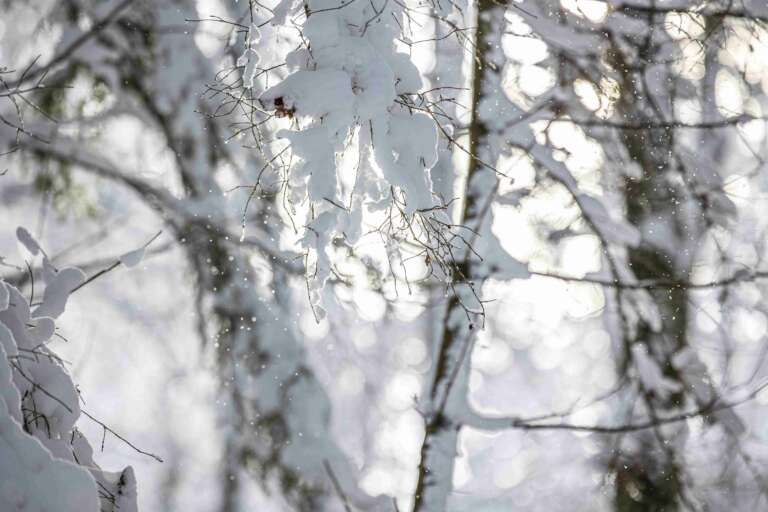 Winterstimmung im Wald