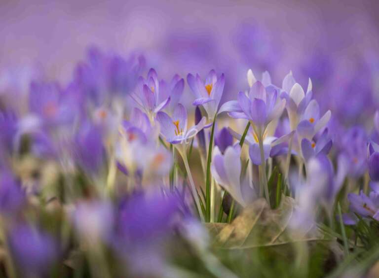 Eine Wiese voller lila Elfenkrokusse bei Reutlingen