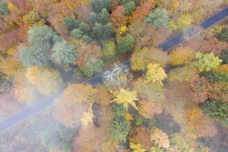 Herbstwald, Luftaufnahme einer Straße in einem Wald bei Hirschbronn im Odenwald