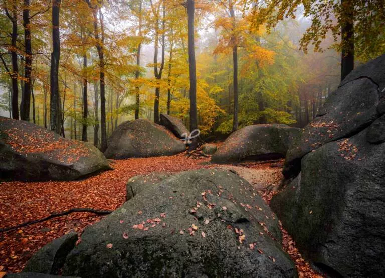 Herbstlicher Wald, Lichtung mit großen Felsen im Odenwald mit Herbstlaub bei Regen