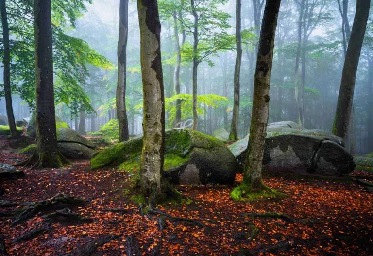 Mystischer Odenwald, Felsen und Bäume im herbstlichen Odenwald bei Regen