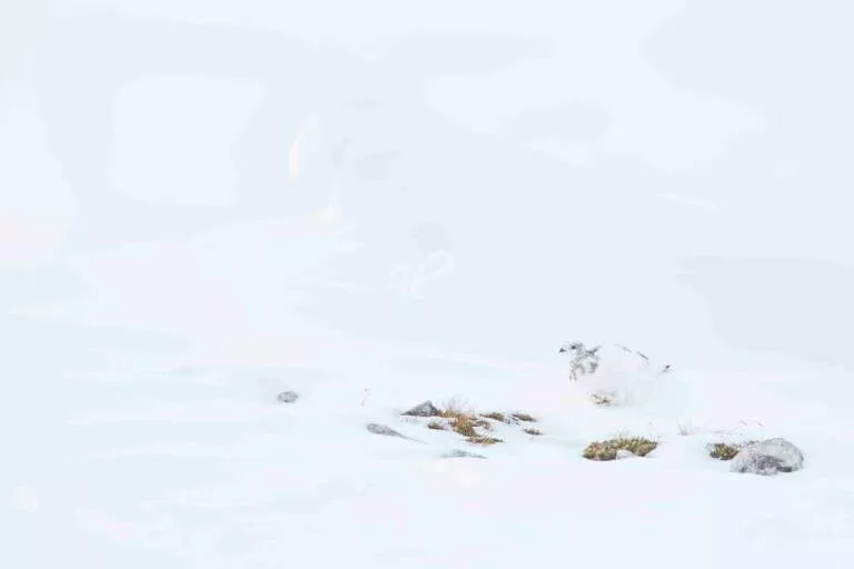 Gut getarntes Alpenschneehuhn in schneebedeckter Landschaft in den Bayerischen Alpen