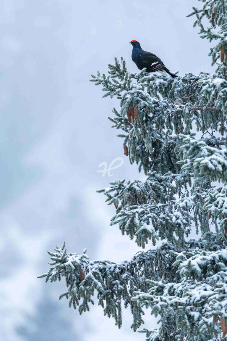 Birkhahnbalz, ein Birkenhahn sitz auf einem schneebedeckten Baum in den Bayerischen Alpen