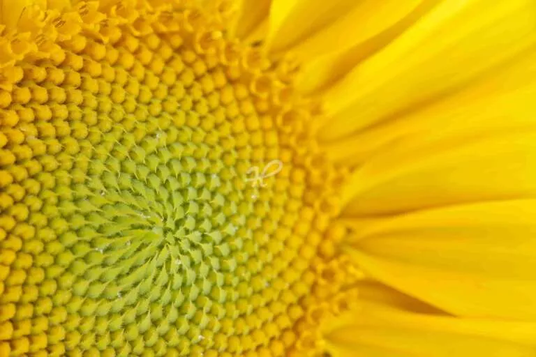 Extreme Nahaufnahme einer Sonnenblume