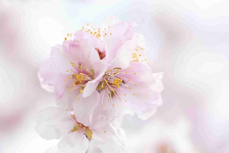 Nahaufnahme von hellrosa Mandelblüten bei Gimmeldingen