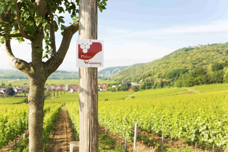 Aussicht vom Pfälzer Weinsteig in die Reblandschaft bei Leinsweiler im Hintergrund liegt Eschbach